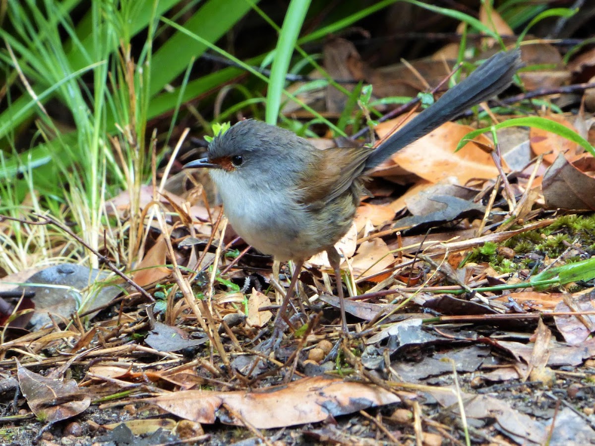 Red-winged Fairy-wren