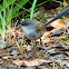 Red-winged Fairy-wren