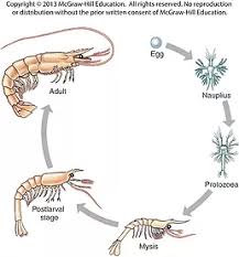 Image result for life cycle of freshwater crayfish