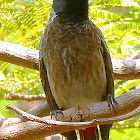 Red Vented Bulbul