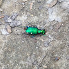 Six-Spotted Tiger Beetle