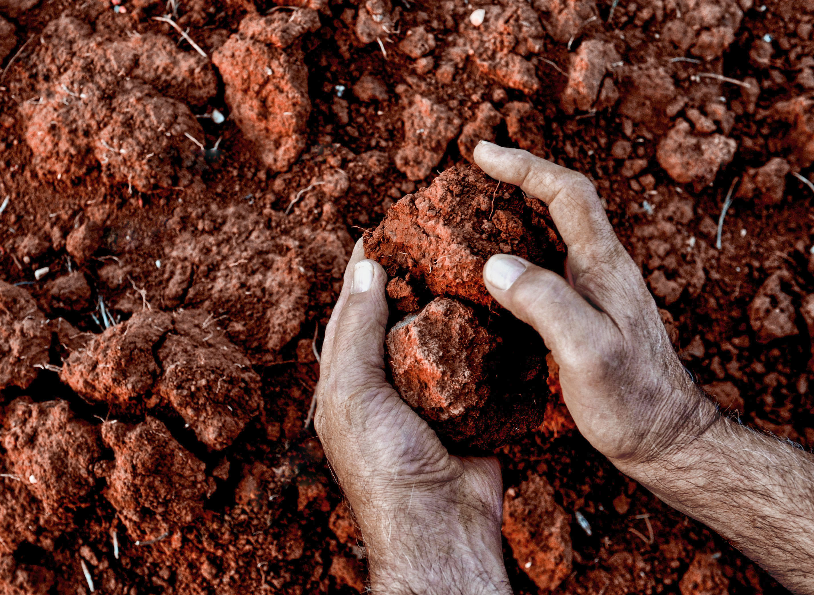 Mani per la terra di Diana Cimino Cocco