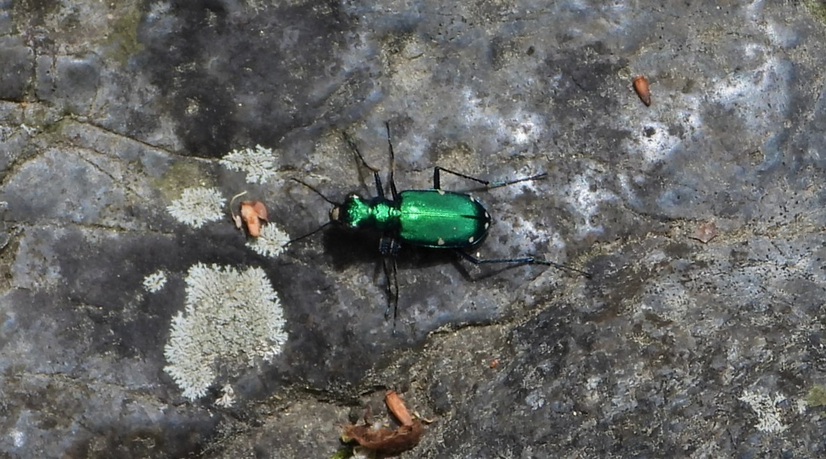 Six-spotted tiger beetle