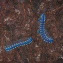 Blue Cloud Forest Millipede