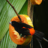 Cherrie's Tanager