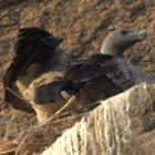 Indian Vulture