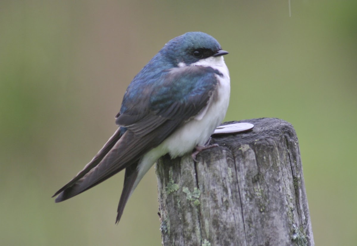 Tree Swallow