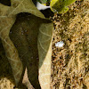 Mealybug Ladybird or Mealybug destroyer, larva