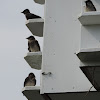 Purple martin