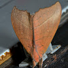 Notodontidae Moth