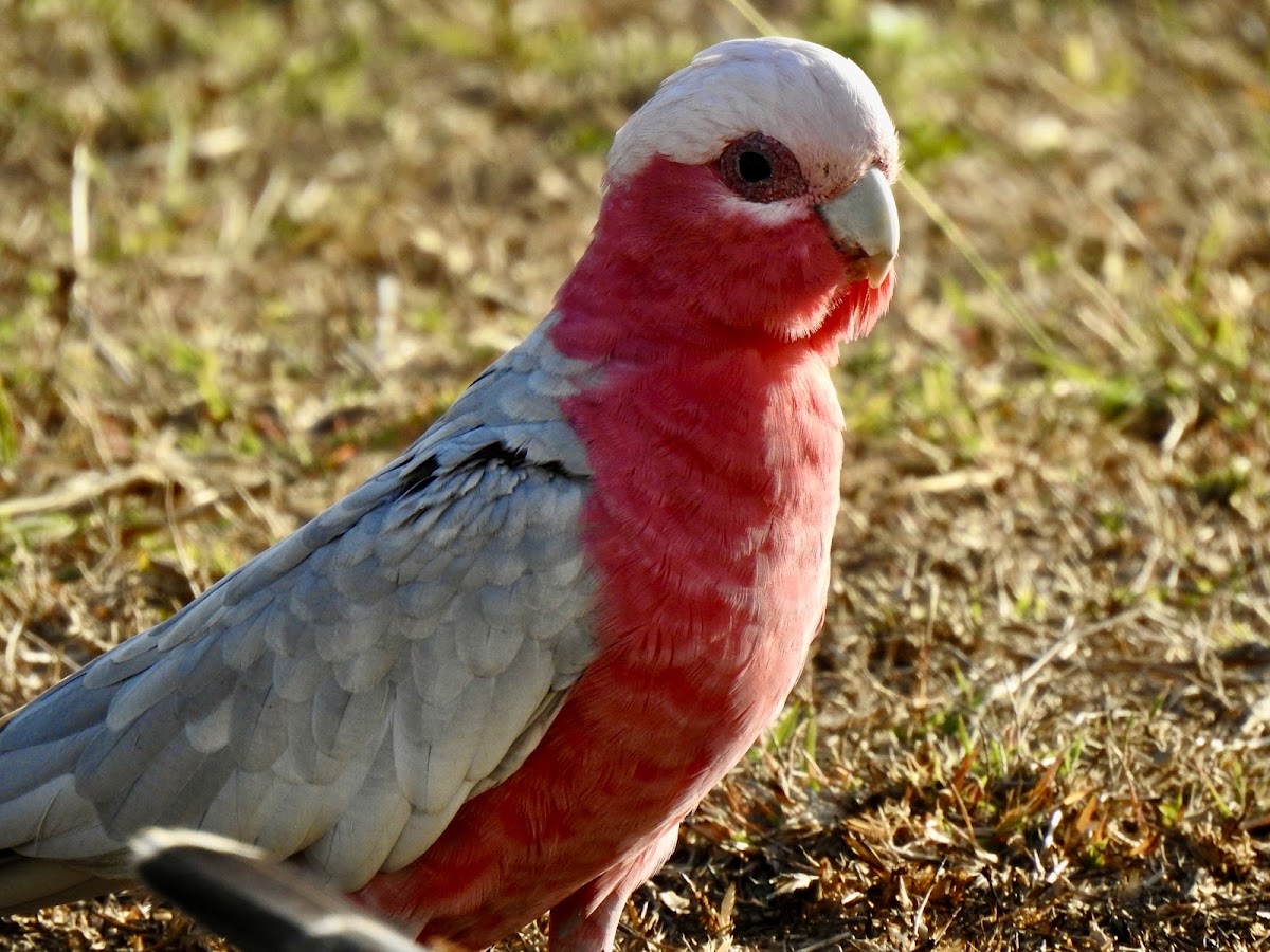 Galah (pink and grey cockatoo or rose-breasted cockatoo)