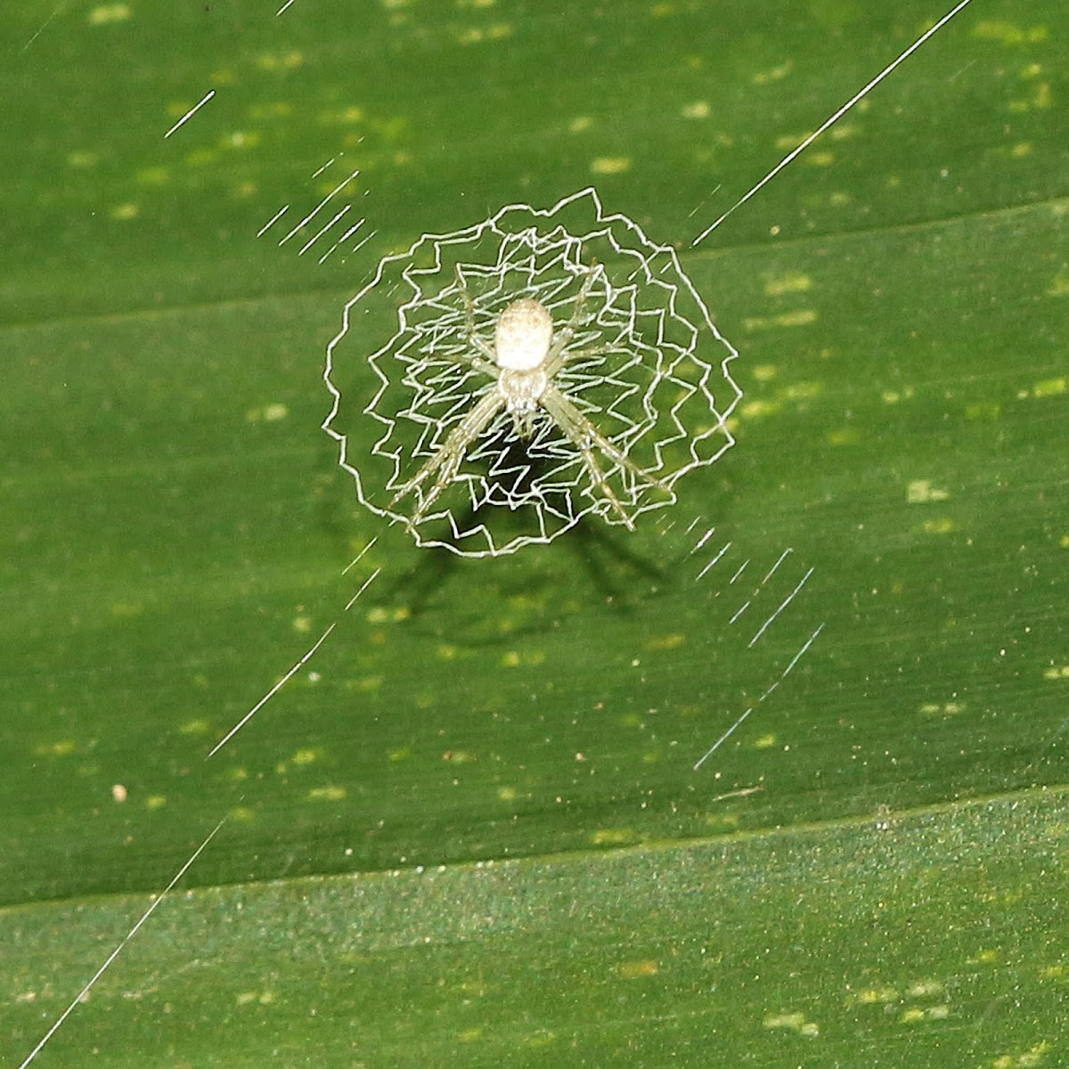 Signature Spider (Backyard Census)