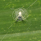 Signature Spider (Backyard Census)