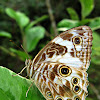 SATYR BUTTERFLY