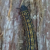 Yellowstriped Oakworm moth caterpillar