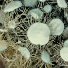 Bushy Beard Lichen