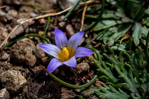 Romulea bulbocodium