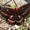 Cecropia Moth