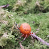 Marbled Orbweaver