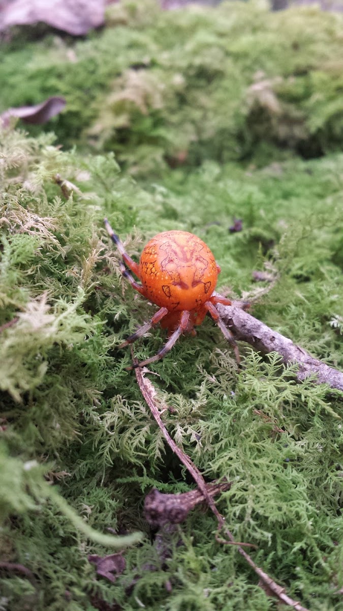 Marbled Orbweaver