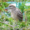 Black-crowned Night Heron (Juvenile)