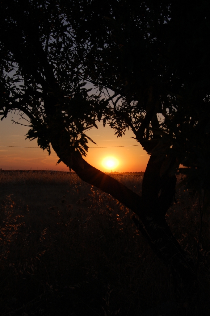 Nella savana... di Saribidibobidi Bù