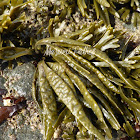 Dwarf Rockweed