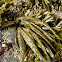 Dwarf Rockweed