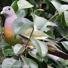 Pink-necked Green Pigeon