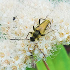 Golden Flower Long-horn