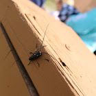 White spotted Sawyer beetle