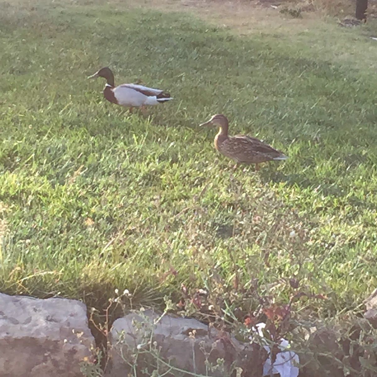 Mallard Duck