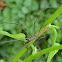 Long-jawed orbweaver