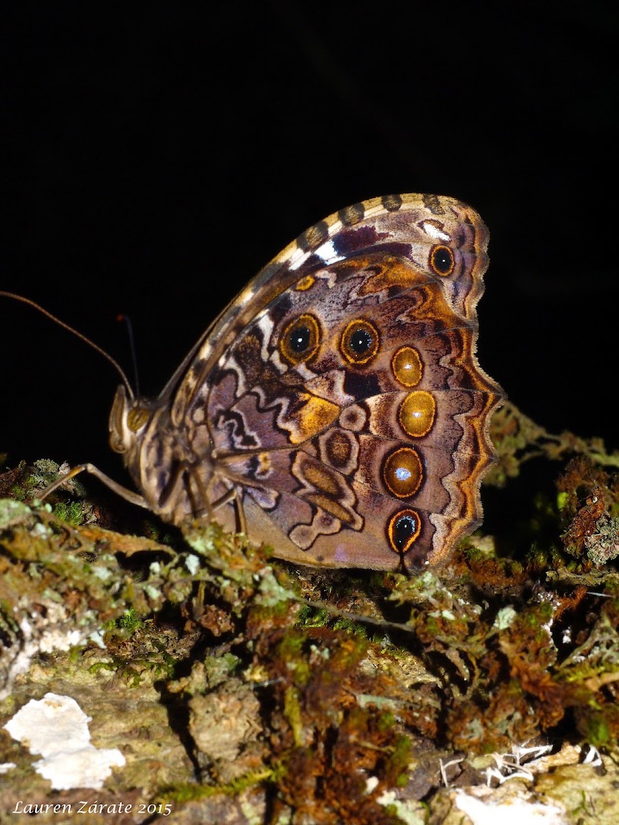 White-spotted Satyr