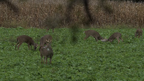 Food Plots - 201 thumbnail