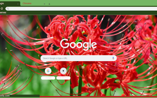 Spider Lily screenshot 1