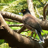 Myna