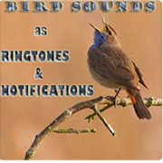 Bird Sounds as Ringtones & Notifications 1.1 Icon