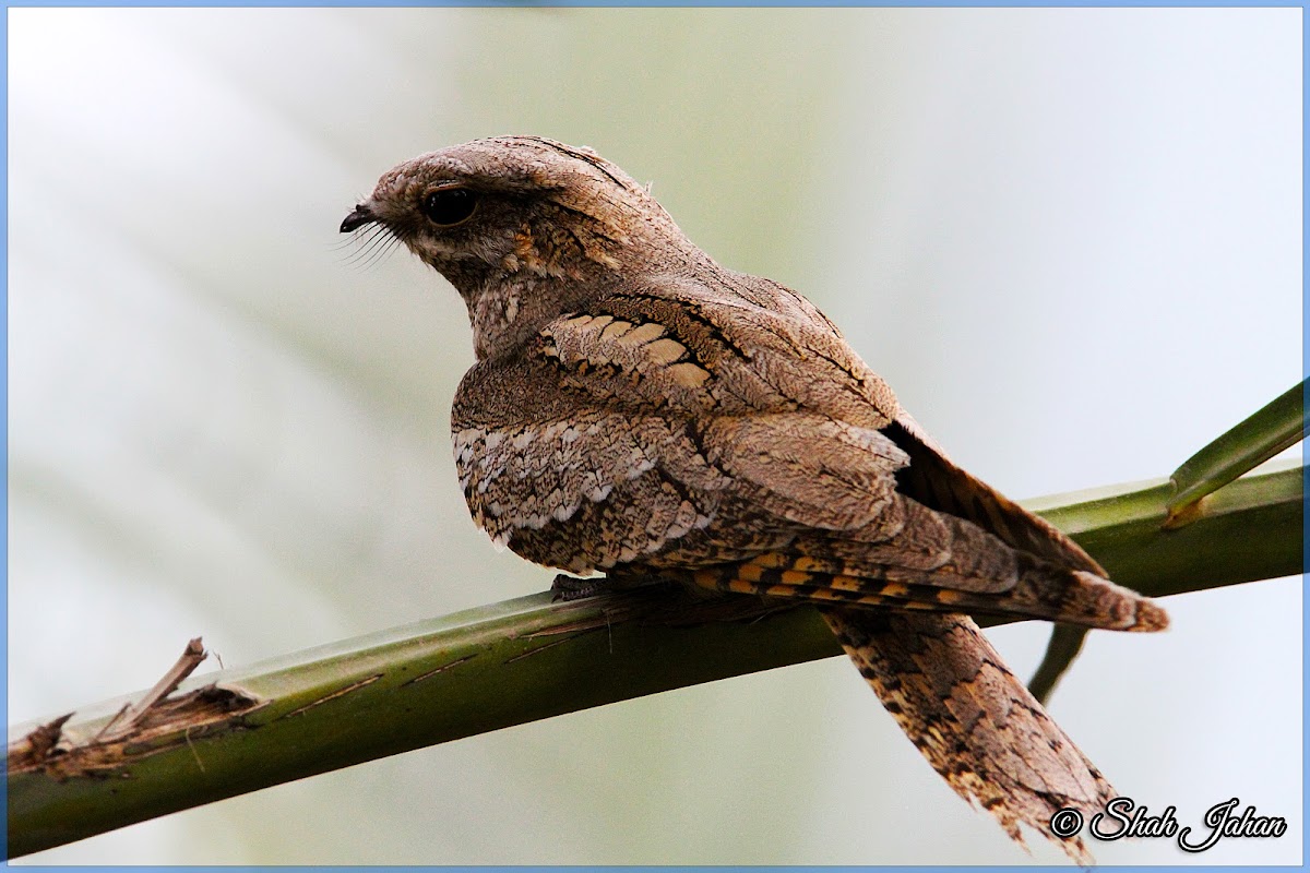 Eurasian Nightjar