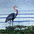 Goliath Heron