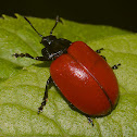 Red Poplar Leaf Beetle