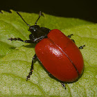 Red Poplar Leaf Beetle