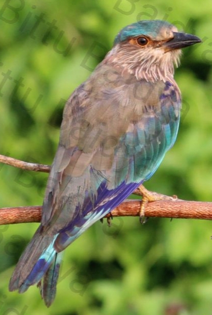 Indian Roller