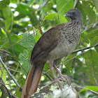 Speckled chachalaca