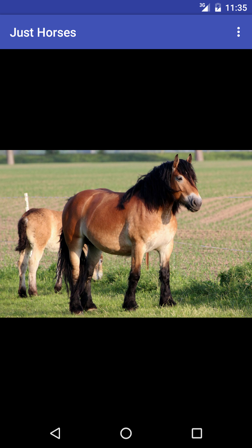 Just Horses Screen 3