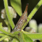 Long-nosed Planthopper