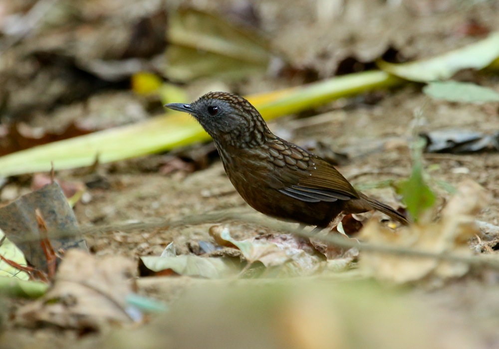 Streaked Wren-Babbler