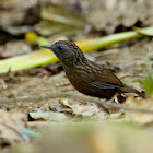 Streaked Wren-Babbler