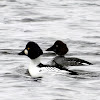 Common Goldeneye