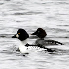 Common Goldeneye